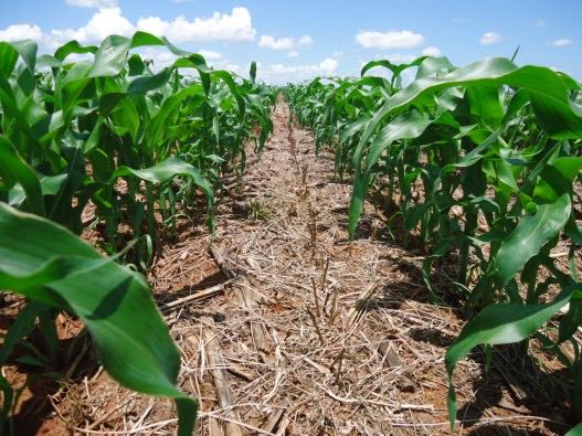 Mato Grosso tem boas perspectivas para o milho