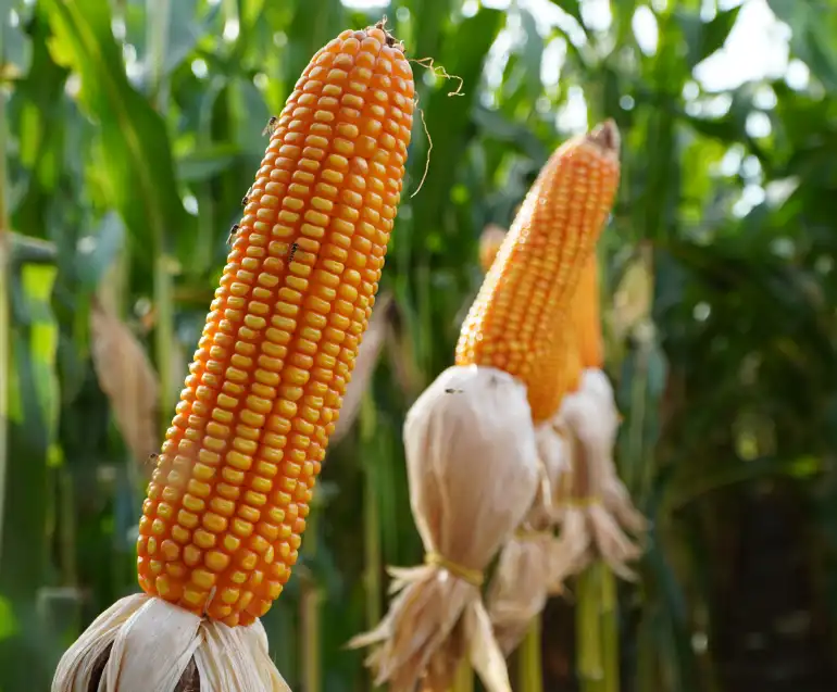 Adubação nitrogenada no milho, o que você precisa saber